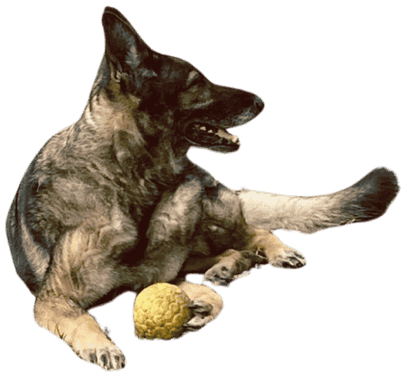 Dog with ball